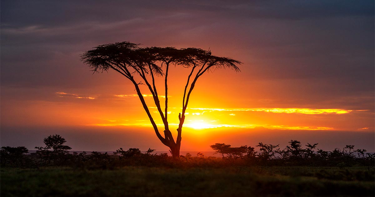 The Sun Also Rises Ol Pejeta Conservancy And Masai Mara National