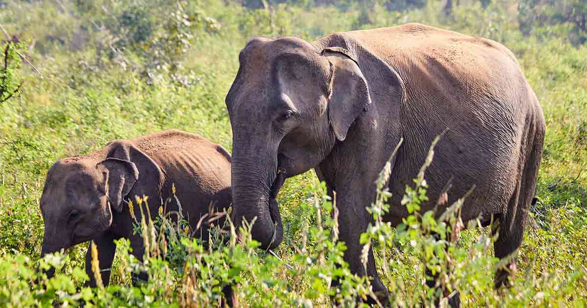 Trunk call Udawalawe, Sri Lanka | OutThere magazine