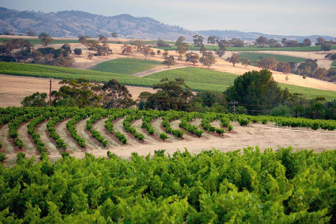 Old roots, new fruit Barossa Valley, Australia | OutThere magazine