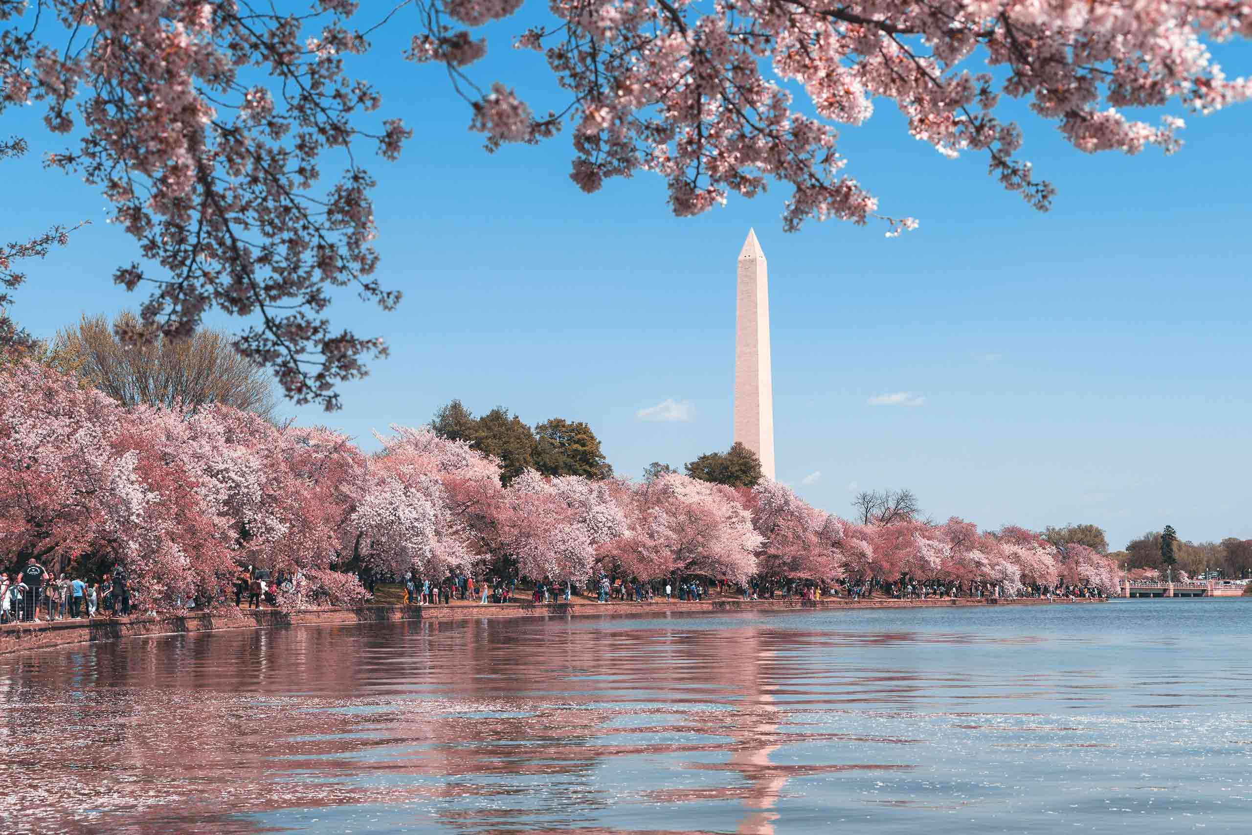 Cherry blossoms and the Washington monument in Washington DC