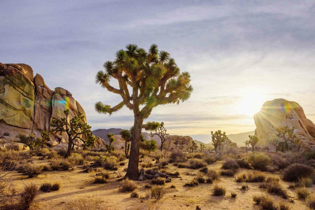 Joshua Tree National Park, Greater Palm Springs