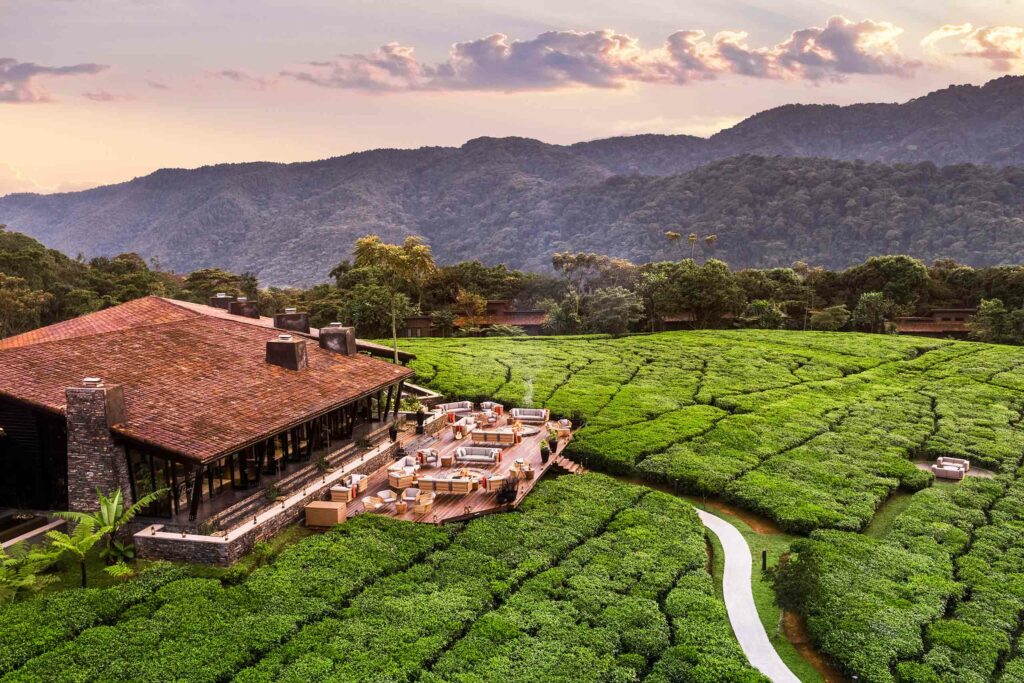 Tea plantation in Gisakura, Rwanda