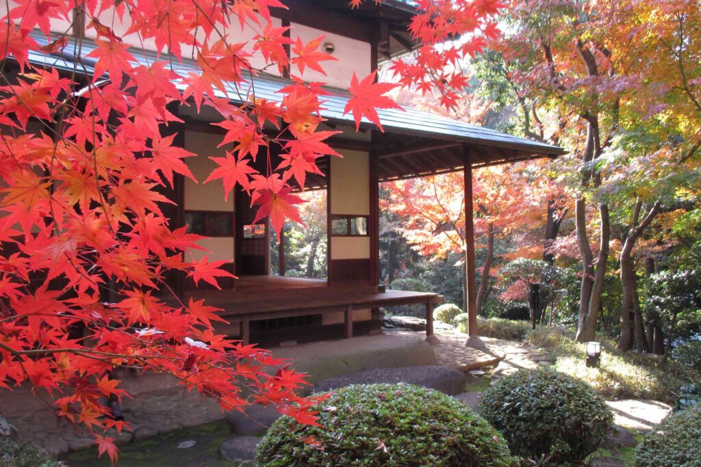 Autumn acers at the Kyu Asakura House and Japanese gardens in Tokyo