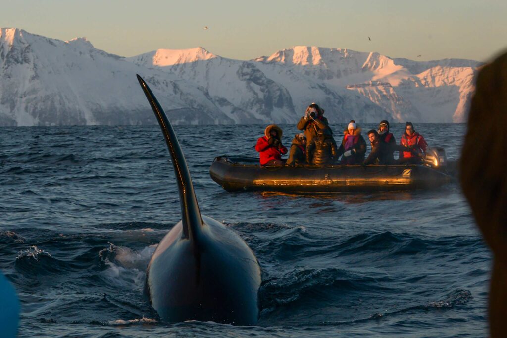 An orca breaches near a zodiac boat in Antarctica