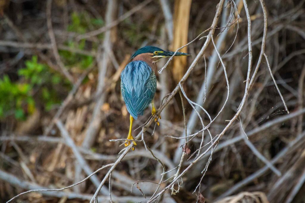 Birdlife in Aruba at the Bubali Bird Sanctuary