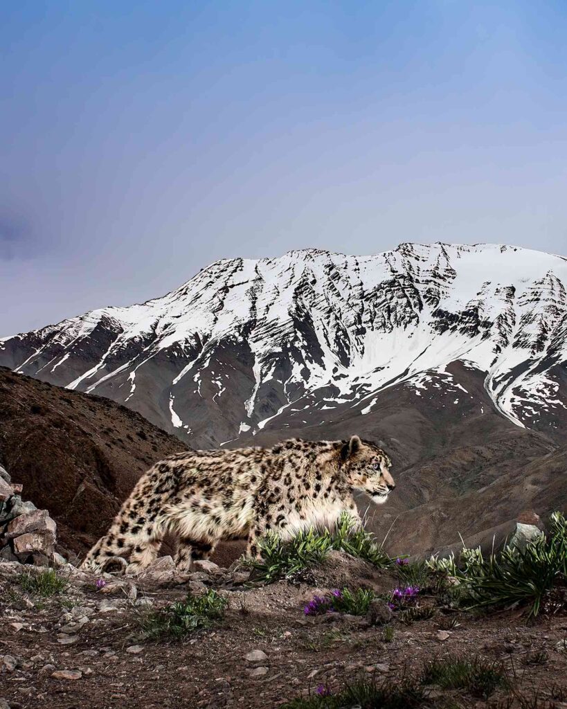 A rare snow leopard on the prowl in Ladak, India, photographed during a Journeys With Purpose trip