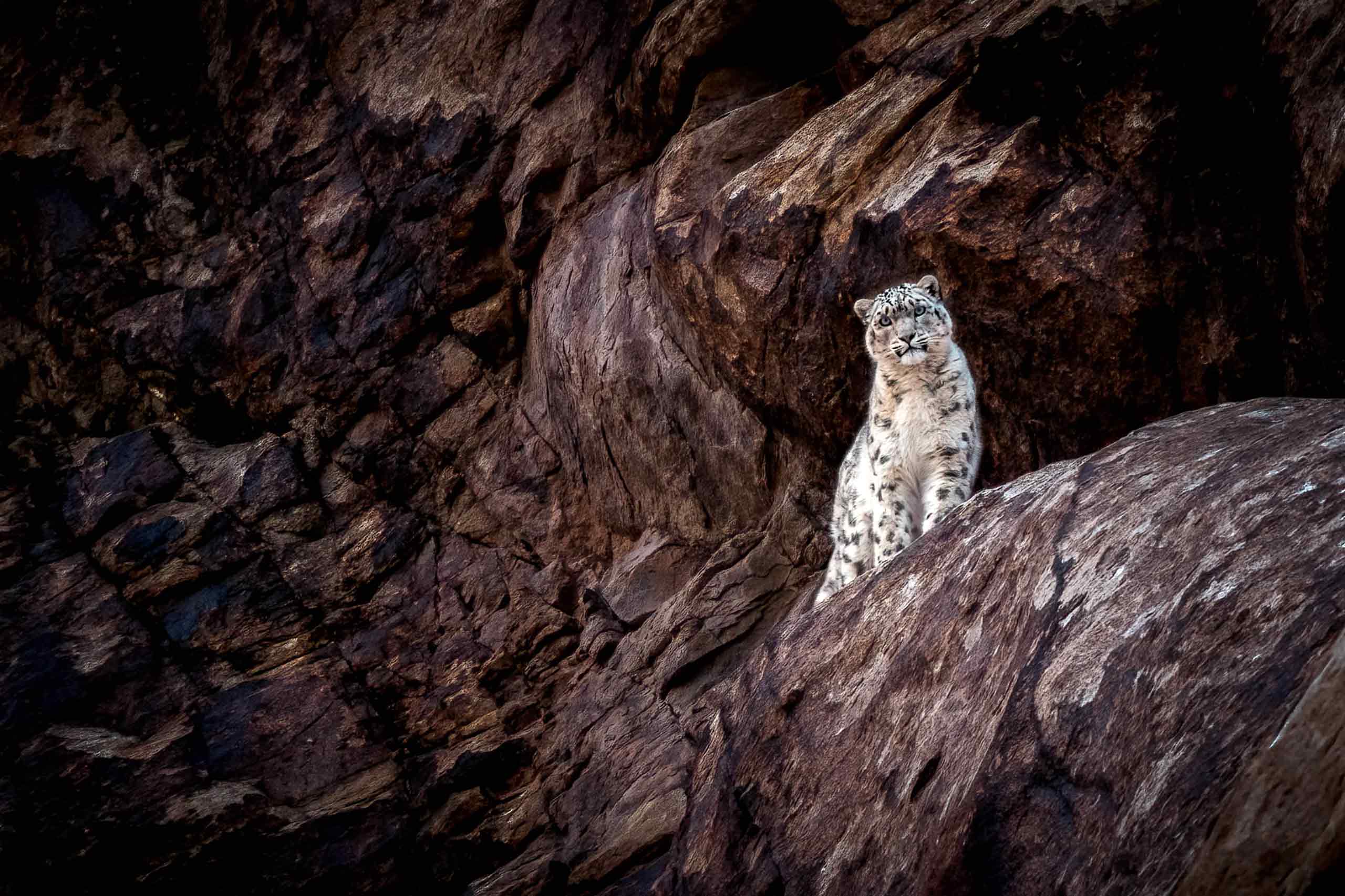 A snow leopard in Ladakh, India, photographed during an expedition by Journeys With Purpose