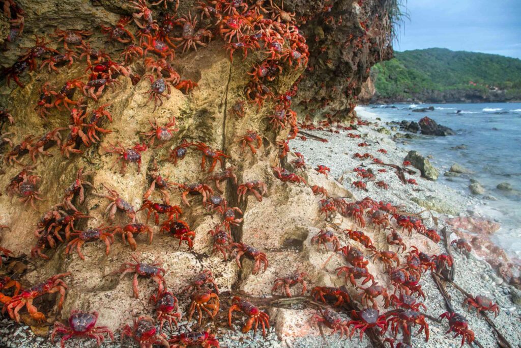 Red crabs during their annual migration on Christmas Island, Australia