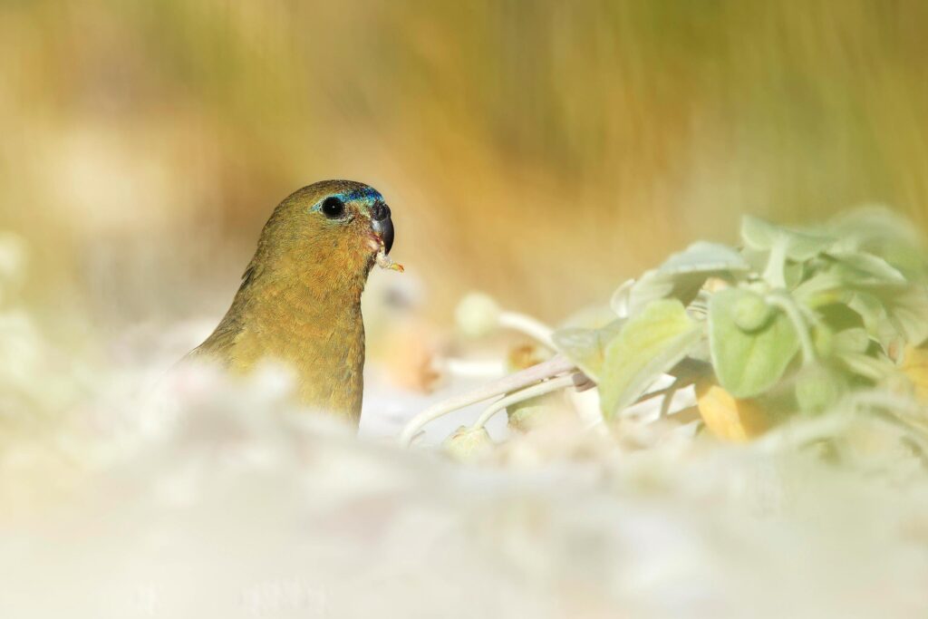 A rare bird captured in Australia