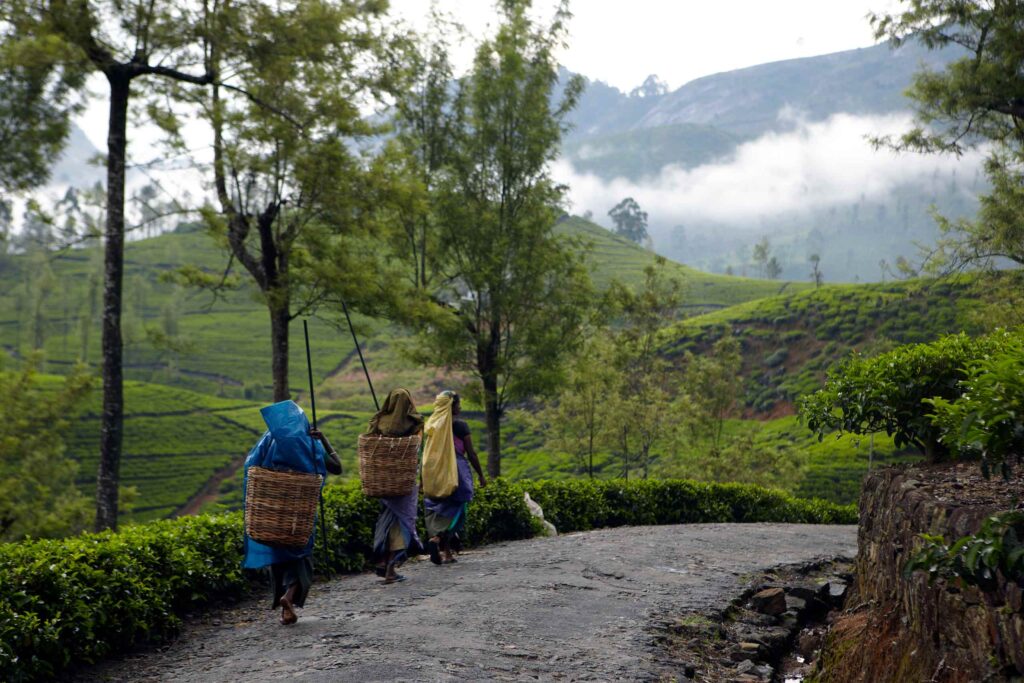 Local tea pickers at work in the Sri Lankan Highlands, Ceylon Tea Trails, Sri Lanka