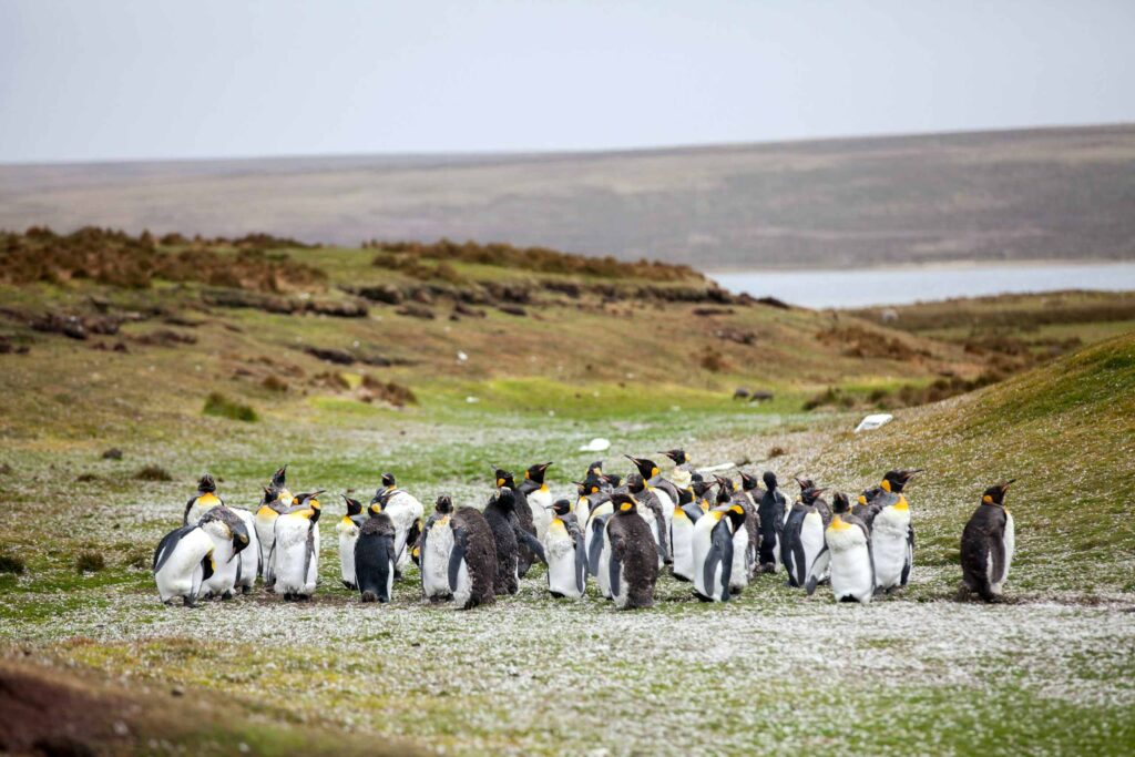 A colony of King penguins in the Falkland Islands