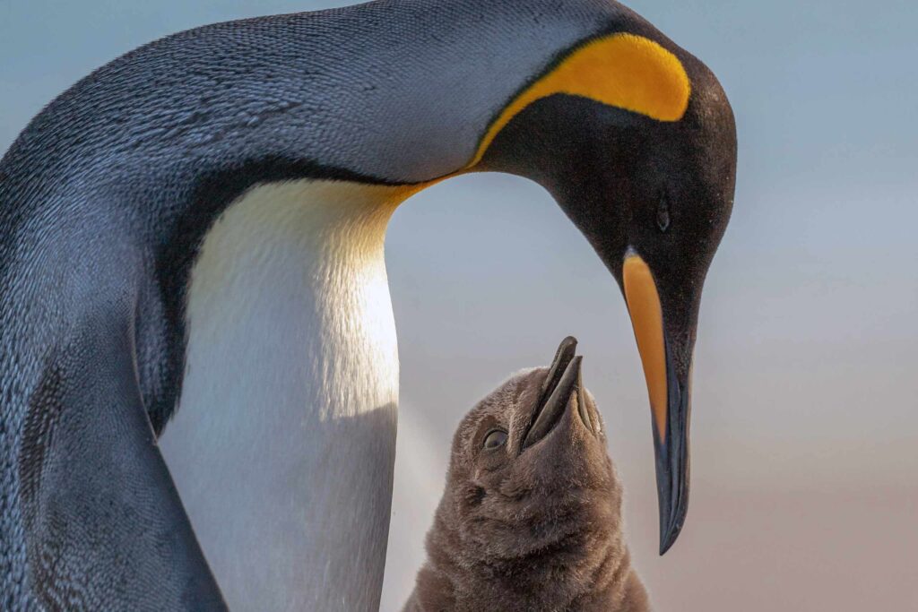 King penguin and its chick in the Falkland Islands